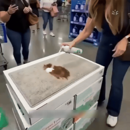 🔥−60 % AUJOURD’HUI🔥 Mousse détachante sans eau pour tapis avec chiffon
